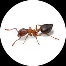 Flea Control service by Source Pest Control