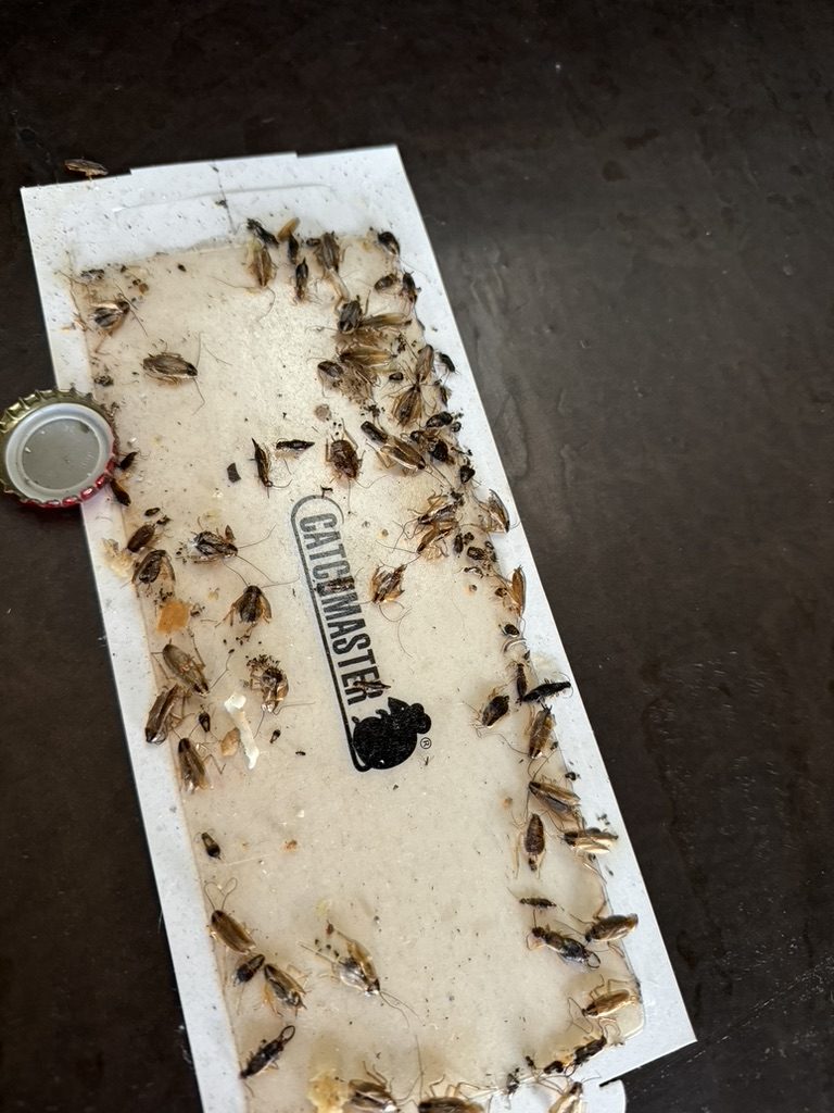 Roach Control service by Source Pest Control