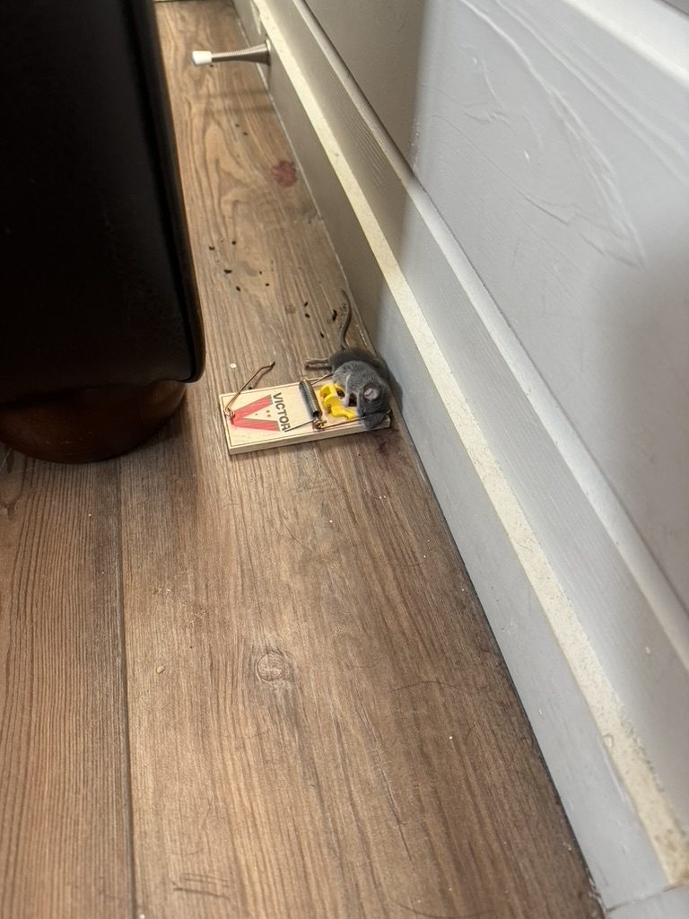 Rodent Control service by Source Pest Control