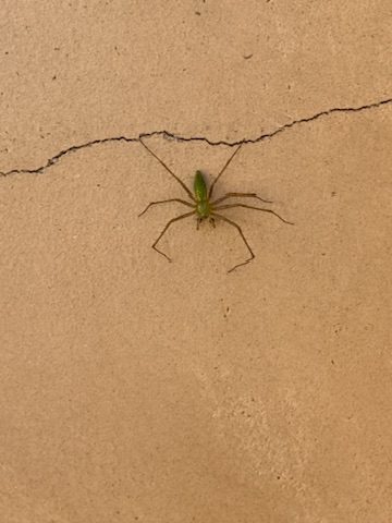 Spider Control by Source Pest Control
