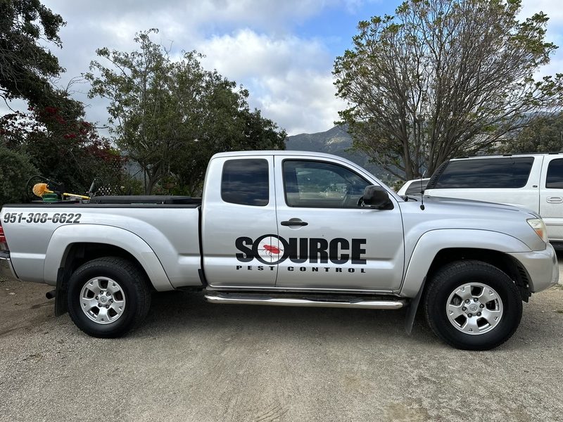 Wasp Control service by Source Pest Control